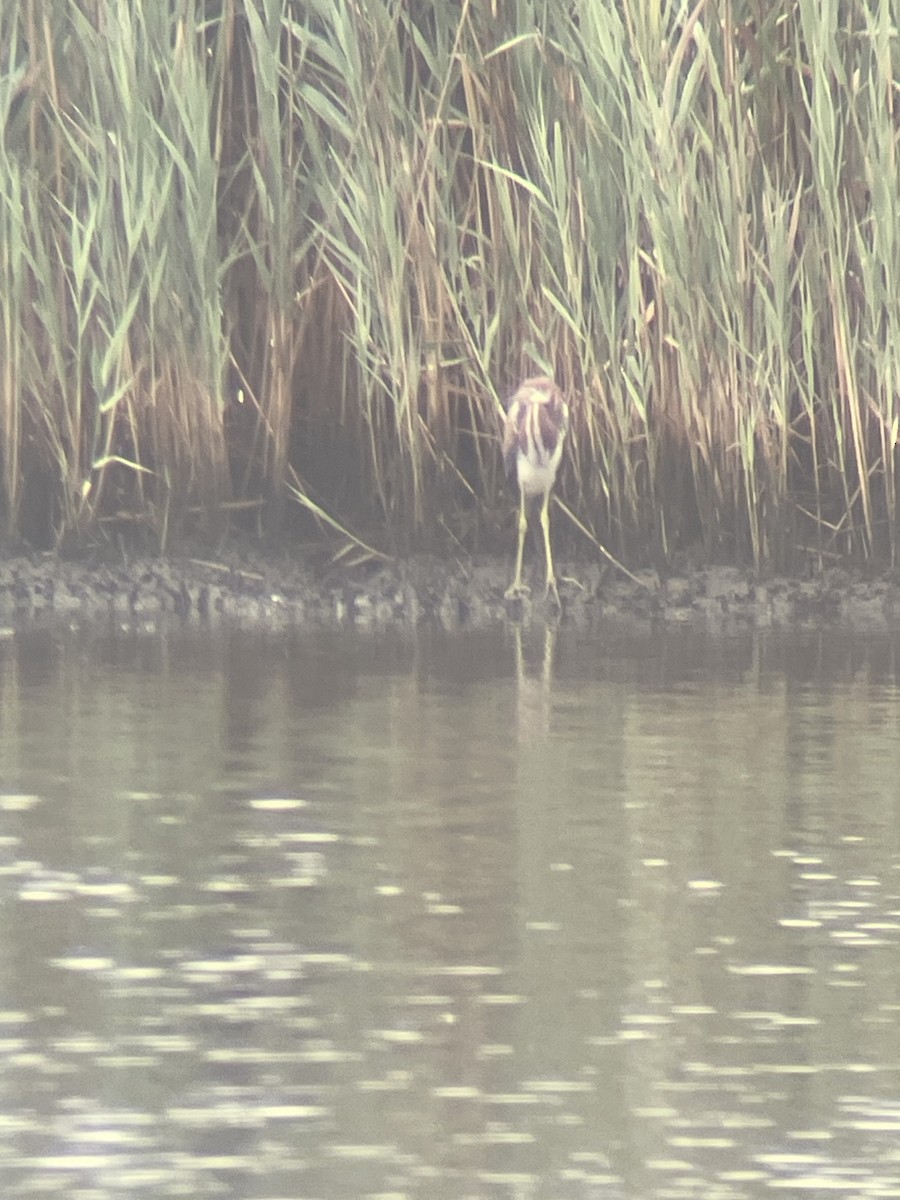 Tricolored Heron - ML621775422