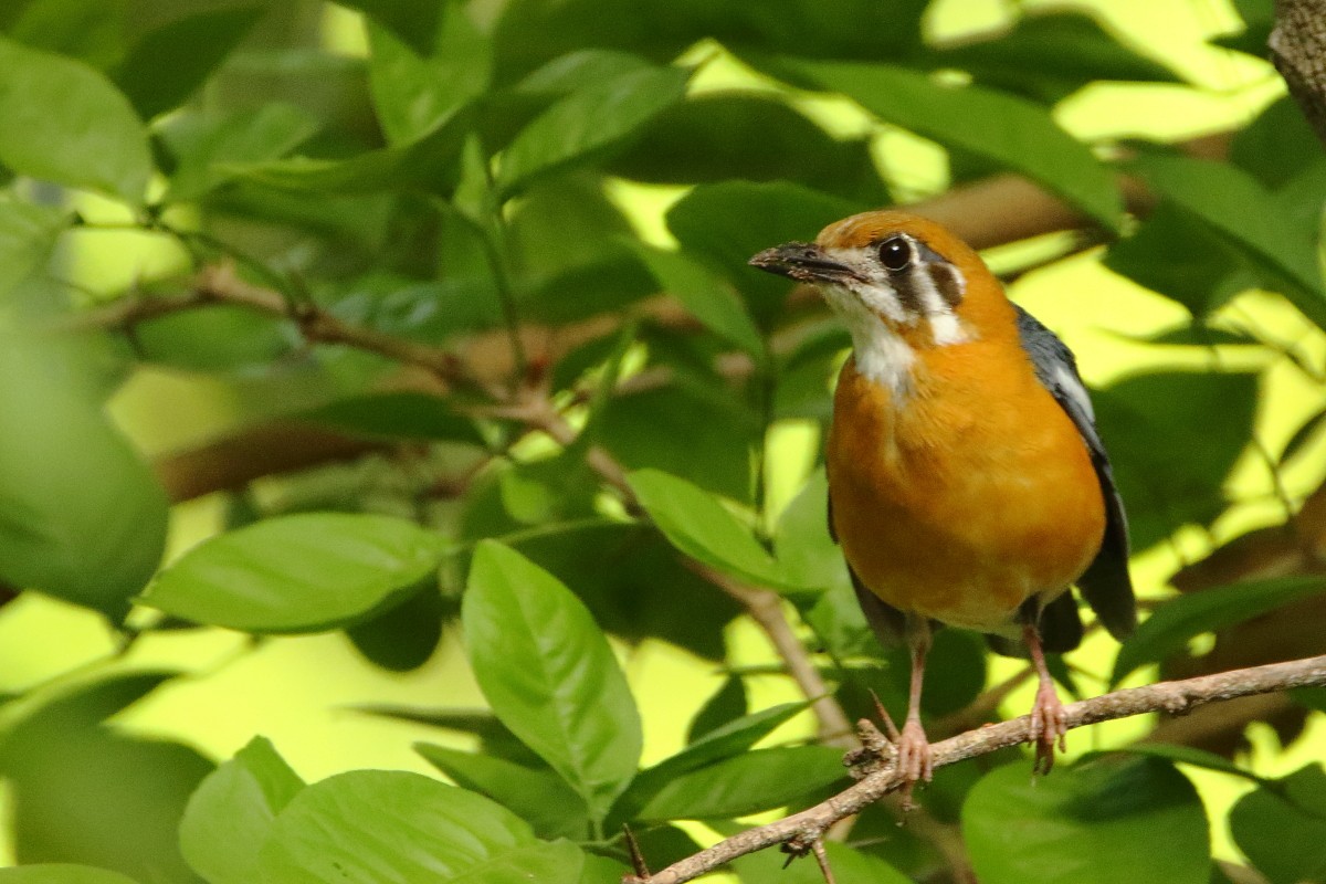 Orange-headed Thrush - Anonymous