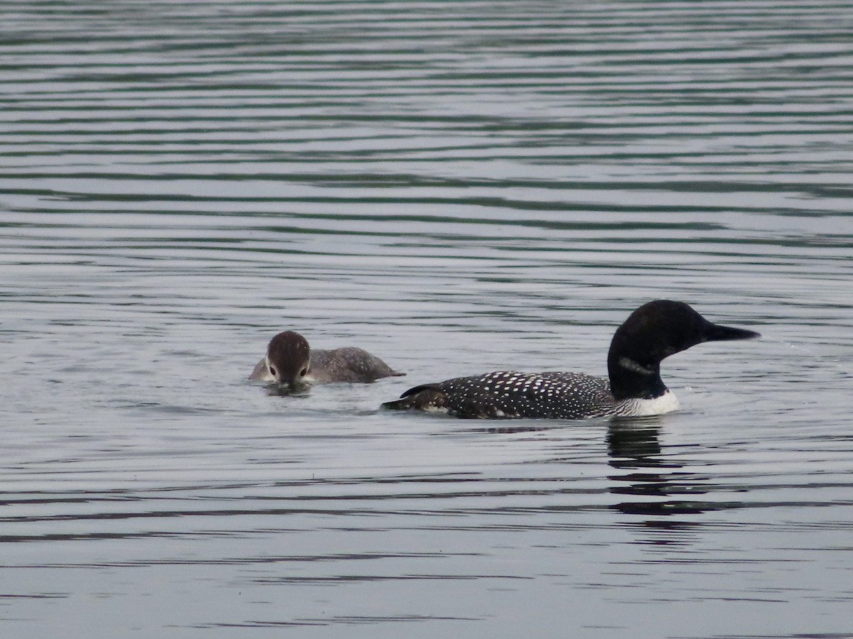 Plongeon huard - ML621775487