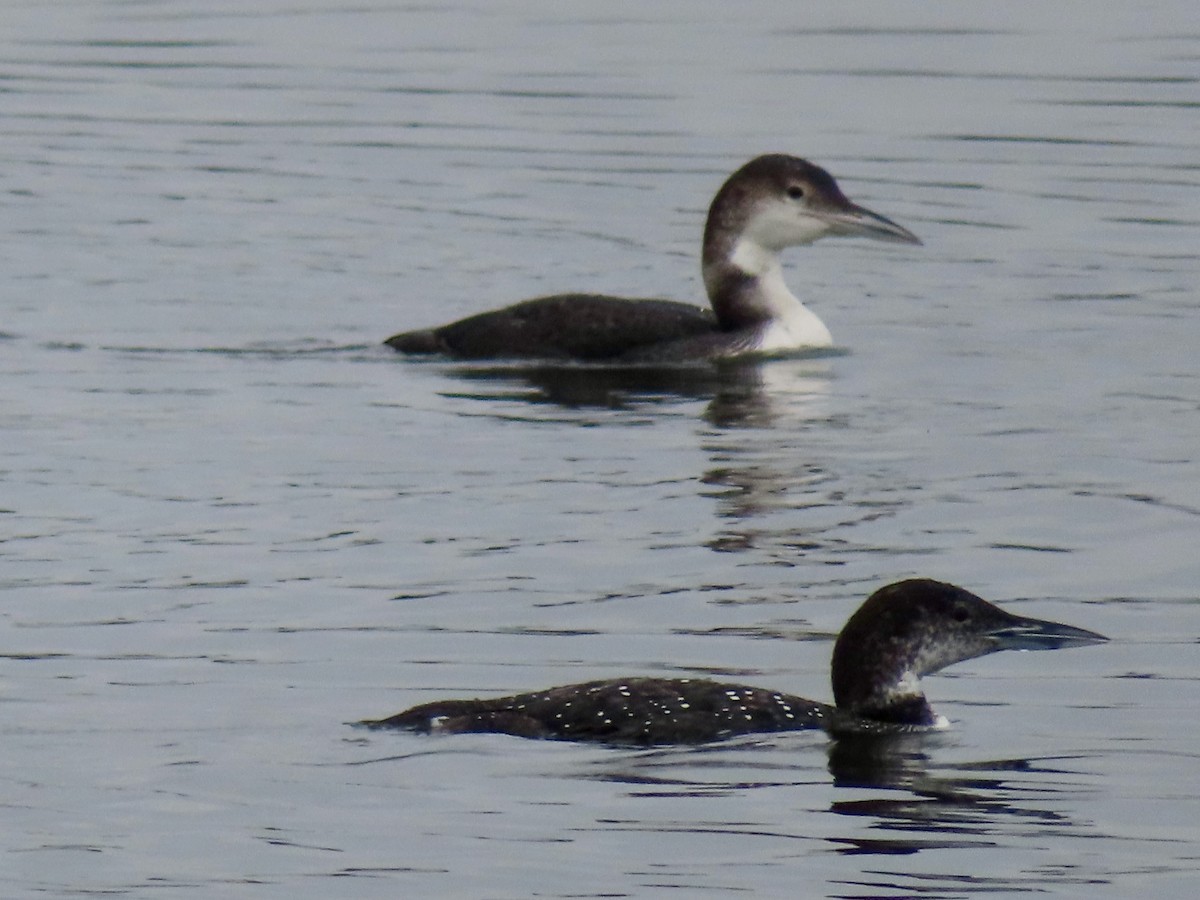 Plongeon huard - ML621775491