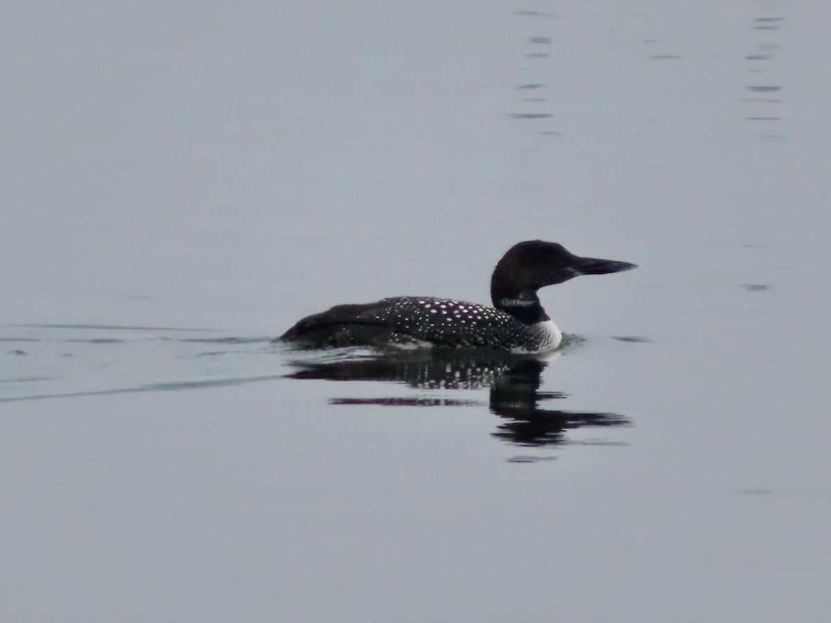 Plongeon huard - ML621775492