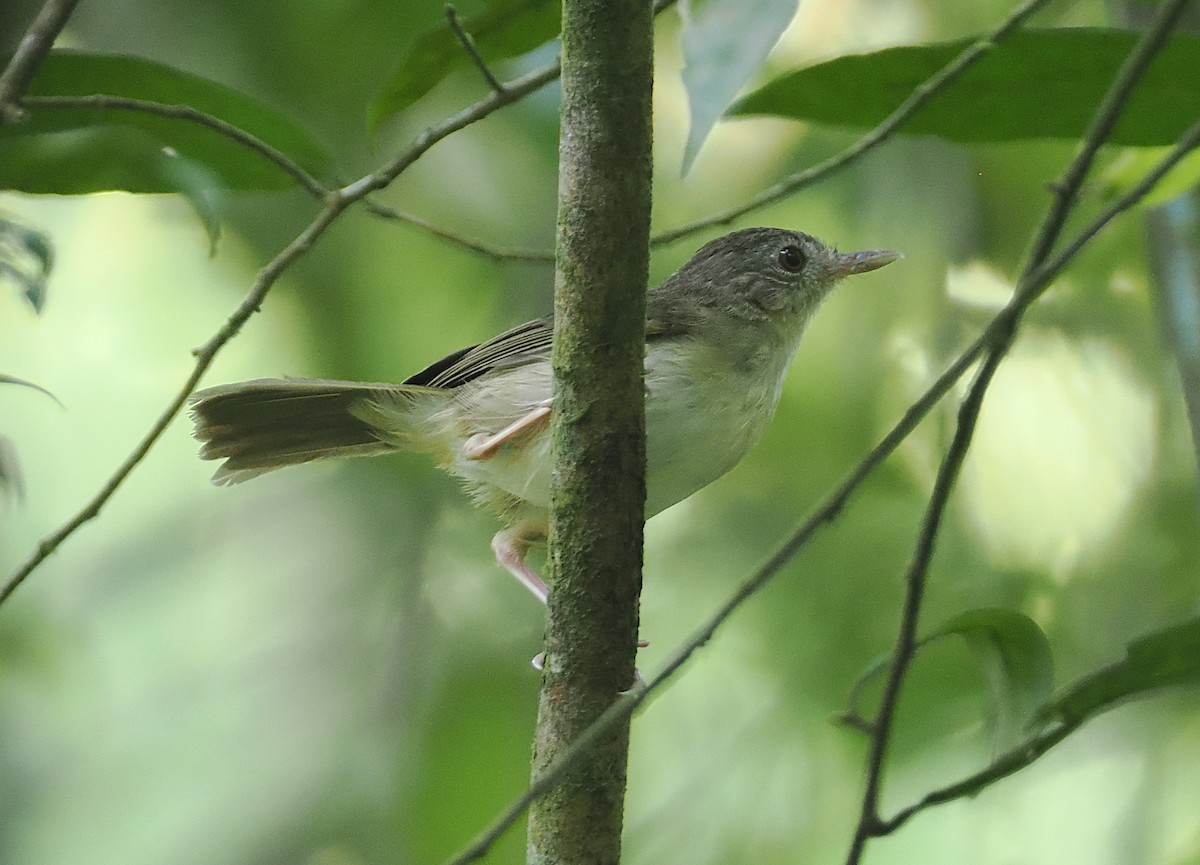 Sumatran Babbler - ML621775522