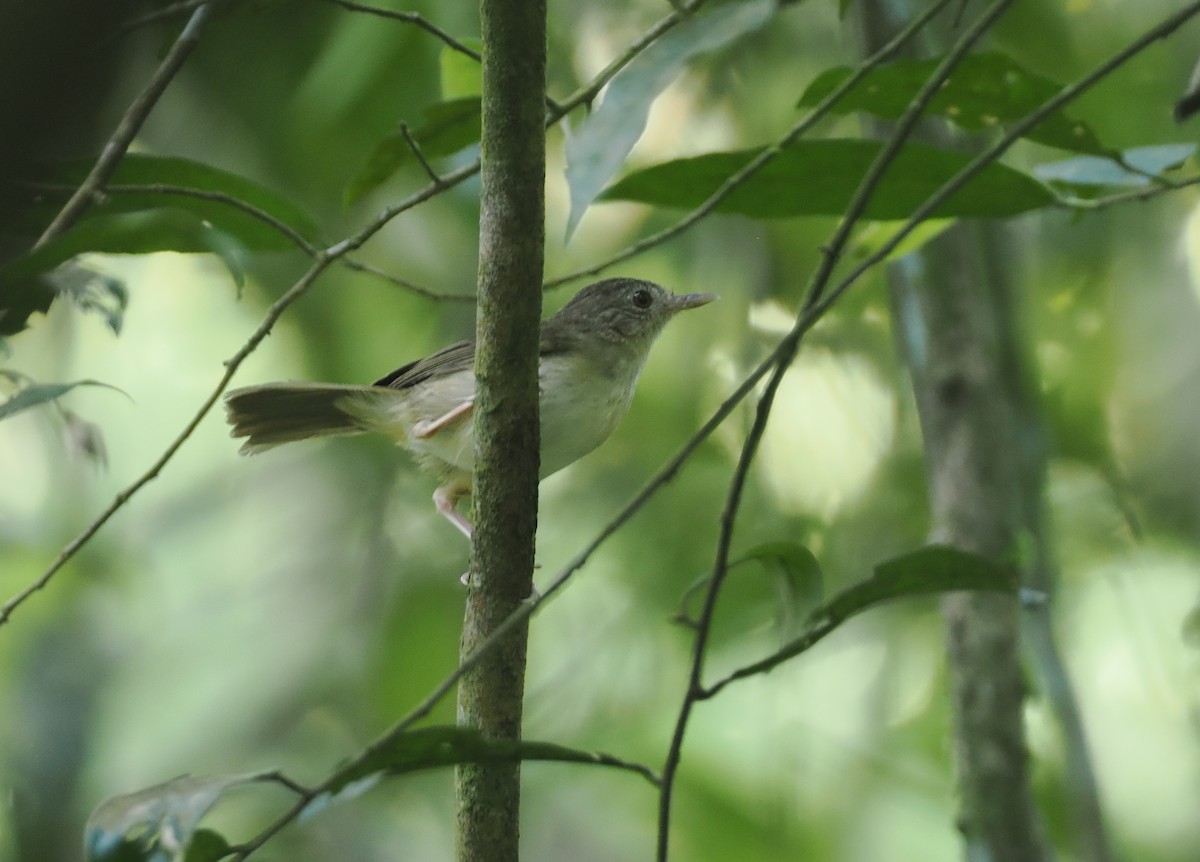 Sumatran Babbler - ML621775523