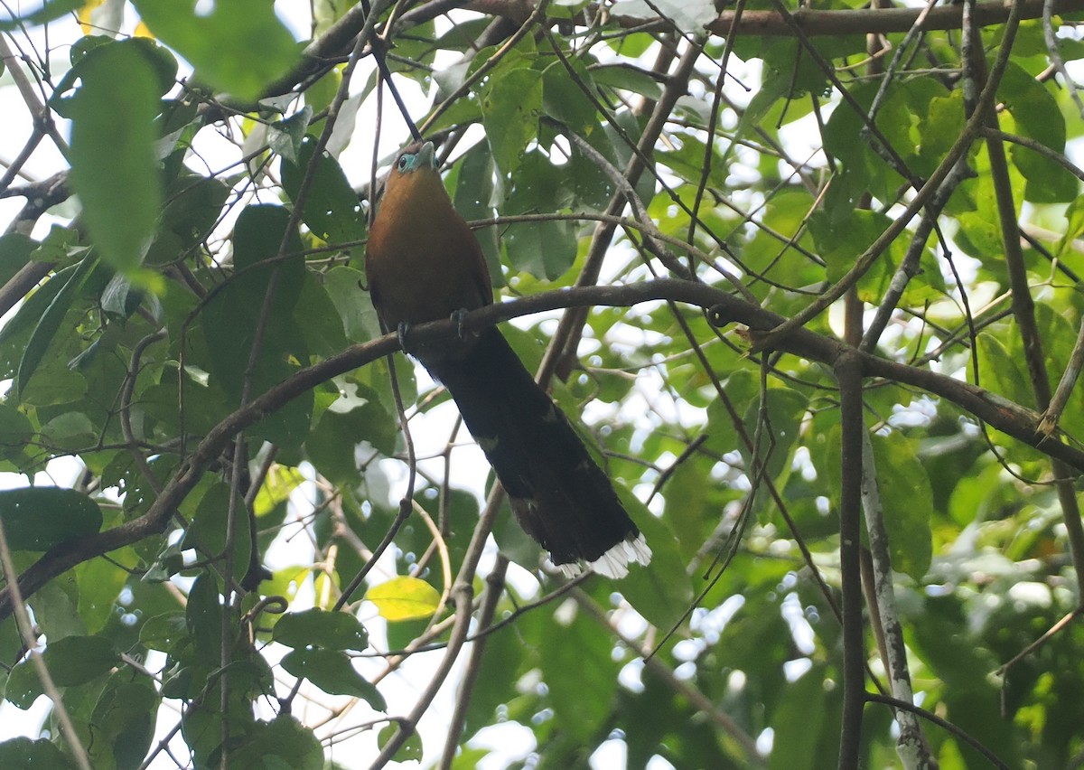 Raffles's Malkoha - Stephan Lorenz