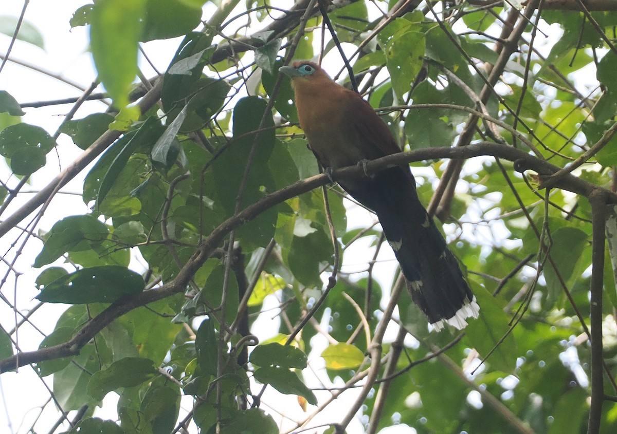 Raffles's Malkoha - ML621775596