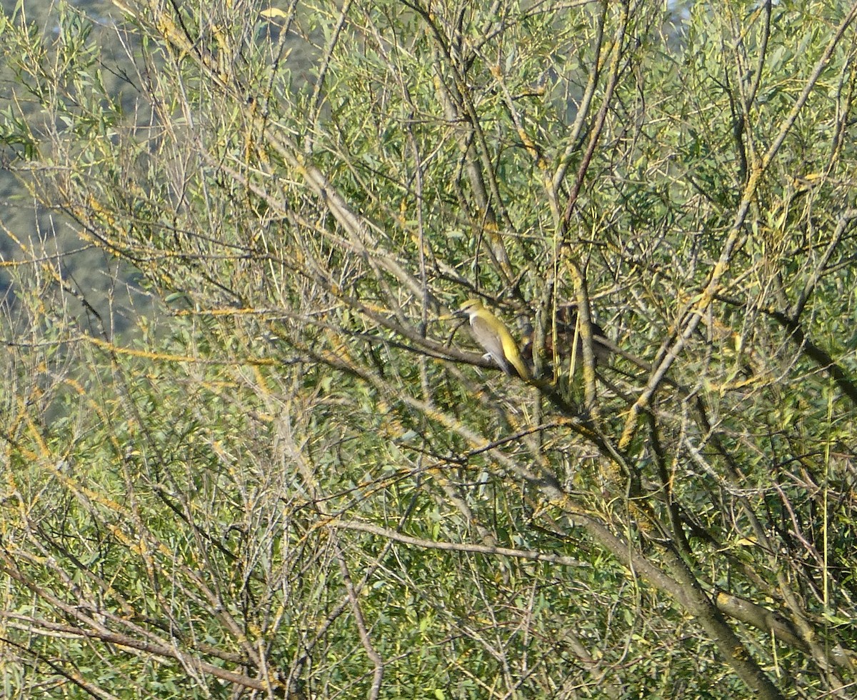 Eurasian Golden Oriole - ML621775648