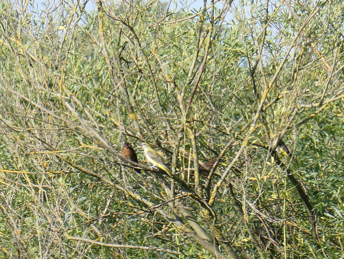 Eurasian Golden Oriole - ML621775650