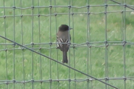 Eastern Phoebe - ML621775660