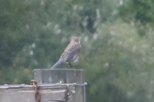 Eastern Bluebird - ML621775662