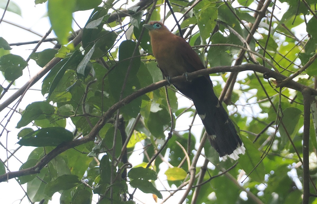 Raffles's Malkoha - ML621775663