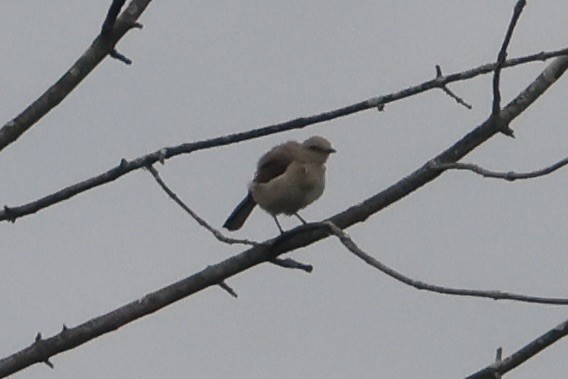 Northern Mockingbird - ML621775664