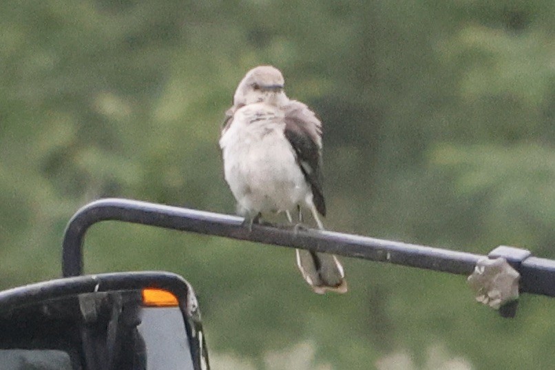 Northern Mockingbird - ML621775666