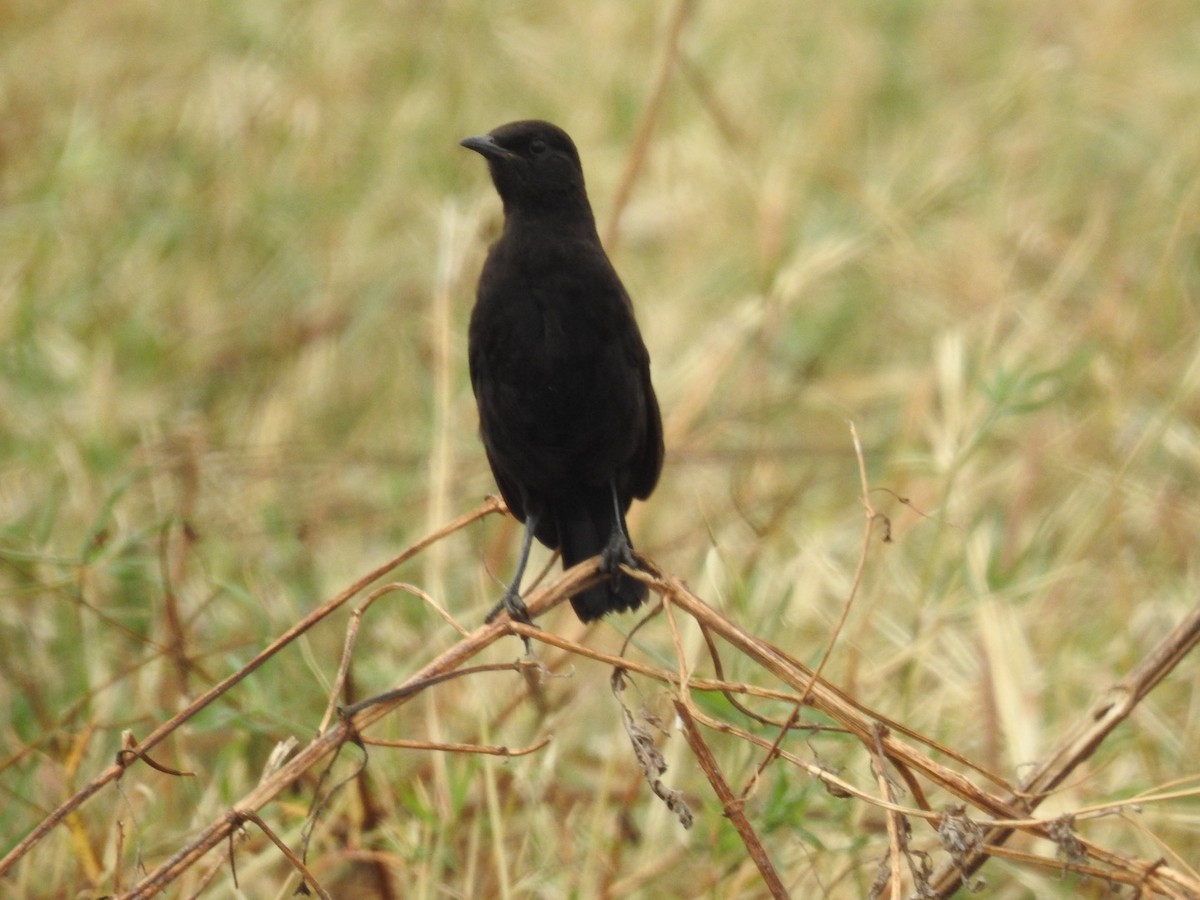 Northern Anteater-Chat - ML621775690