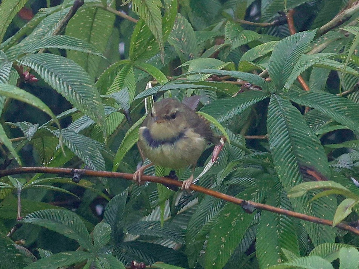 Gray-sided Bush Warbler - ML621775743