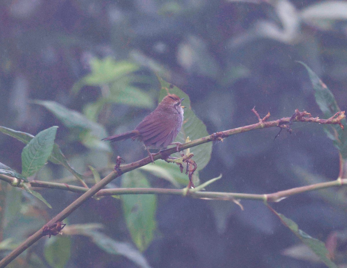 Gray-sided Bush Warbler - ML621775744