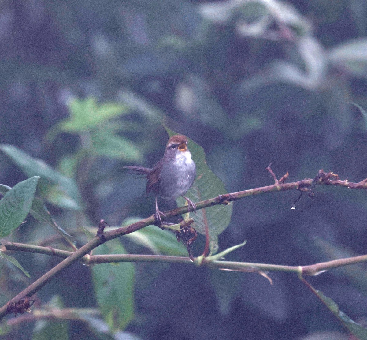 Gray-sided Bush Warbler - ML621775745