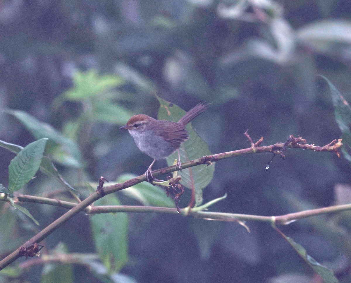 Gray-sided Bush Warbler - ML621775746