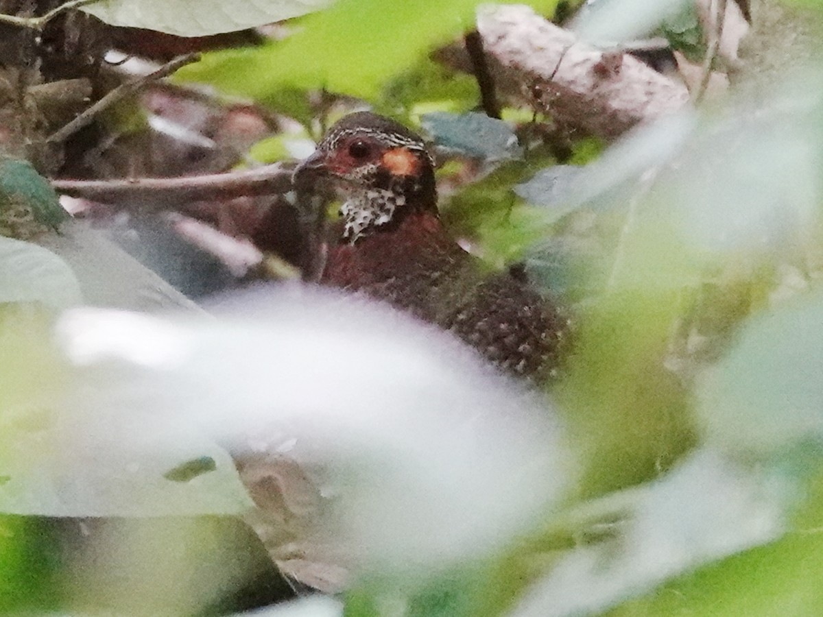 Chestnut-necklaced Partridge - Barry Reed