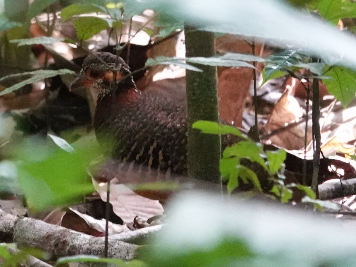 Chestnut-necklaced Partridge - ML621775756