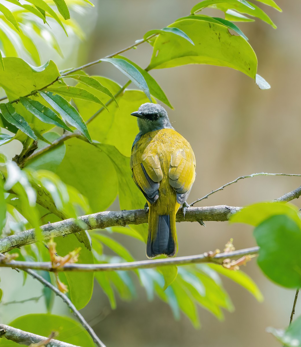 Gray-bellied Bulbul - ML621775780