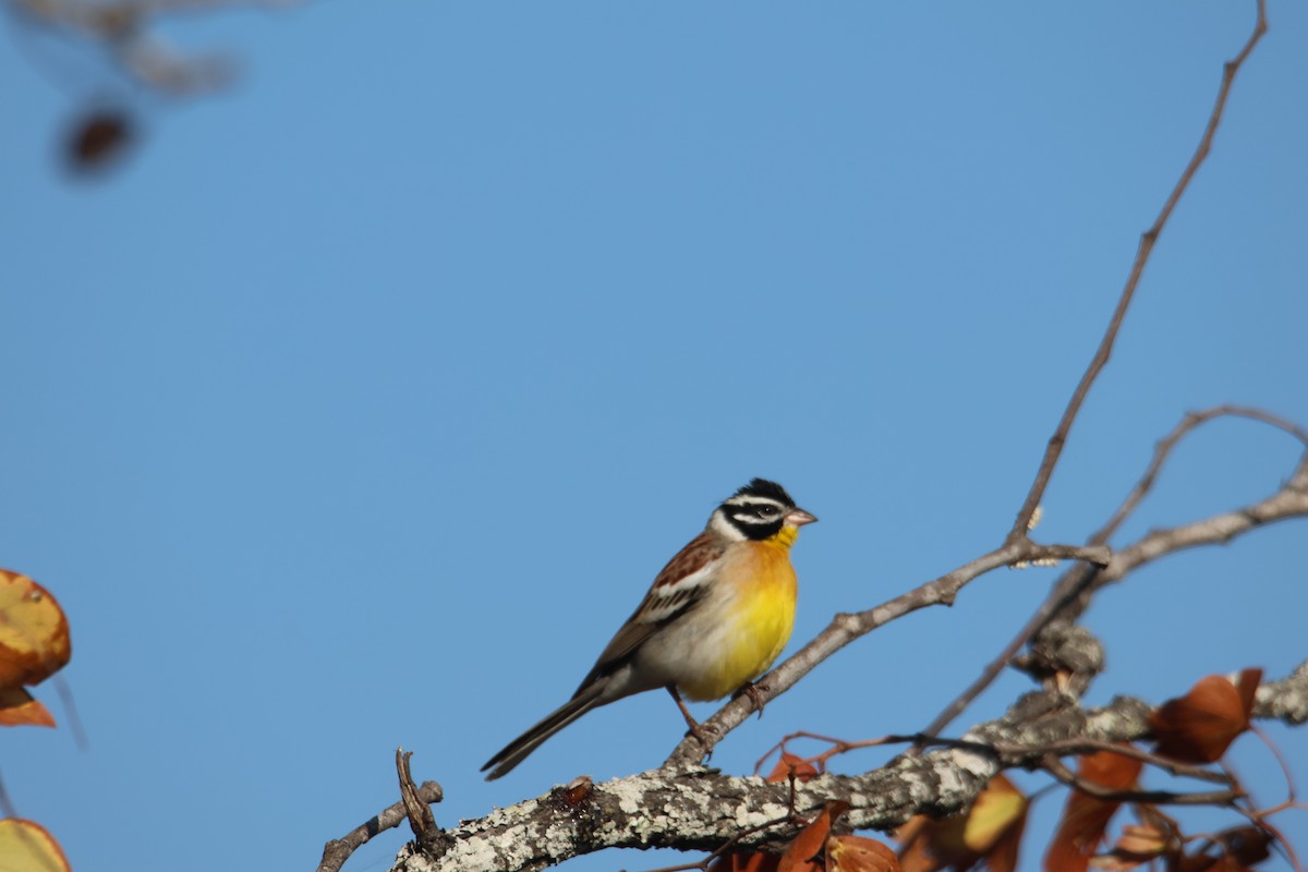 Golden-breasted Bunting - ML621775784