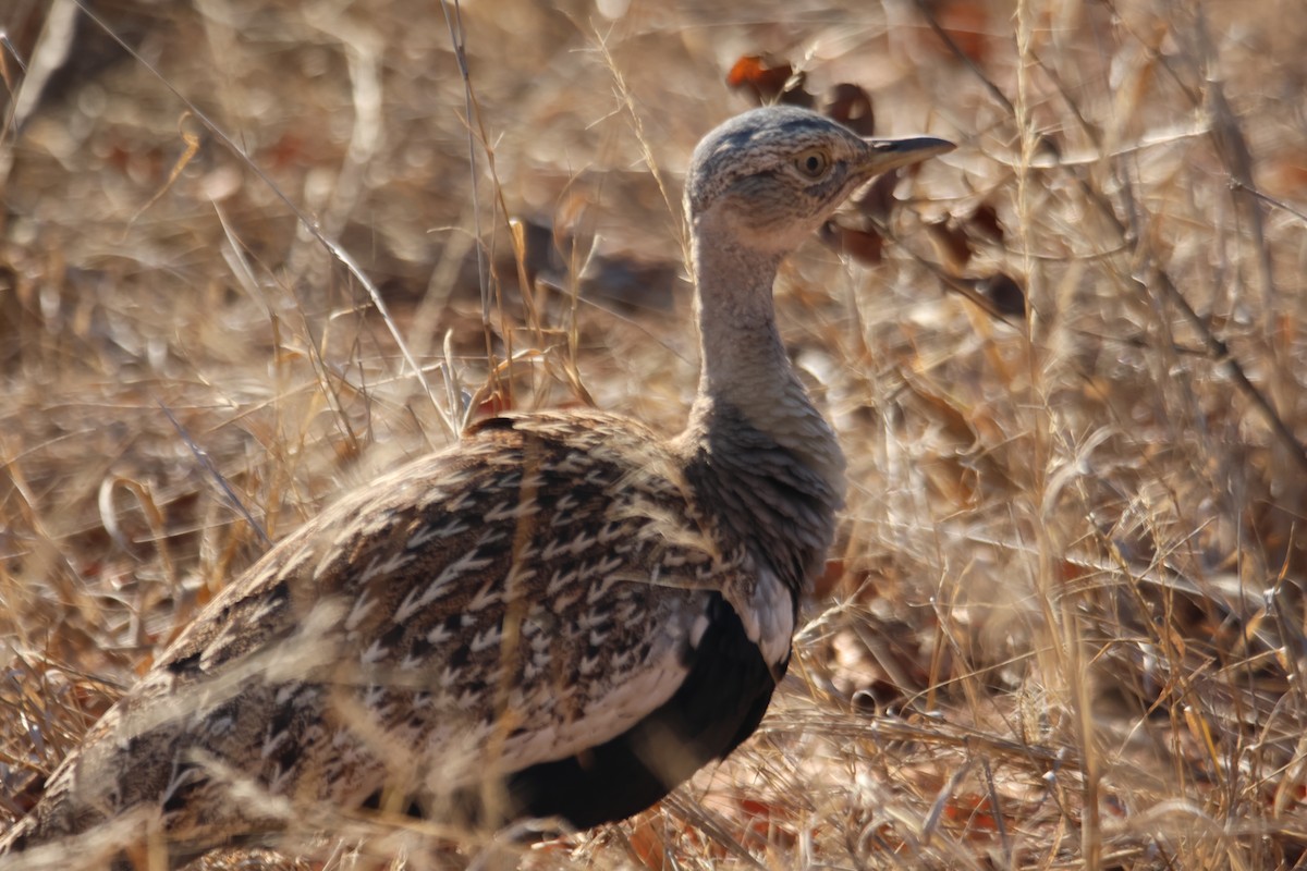 Red-crested Bustard - ML621775800