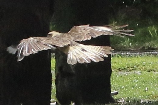 Caracara à tête jaune - ML621775820