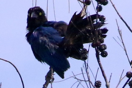 San Blas Jay - ML621775846