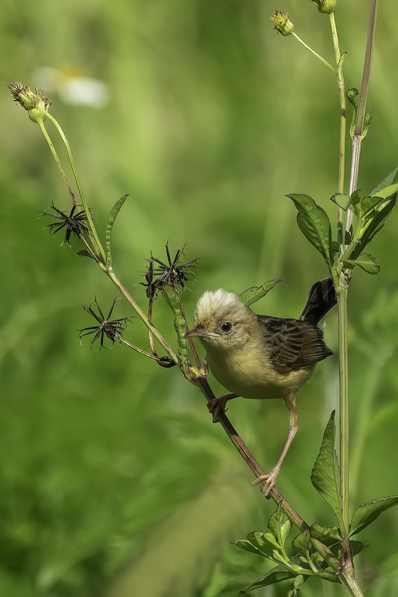 Golden-headed Cisticola - ML621775847