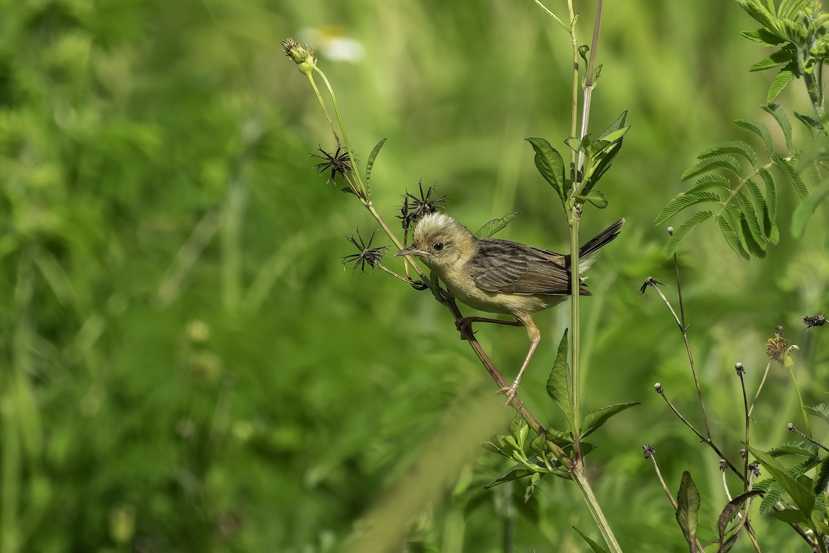 Golden-headed Cisticola - ML621775848