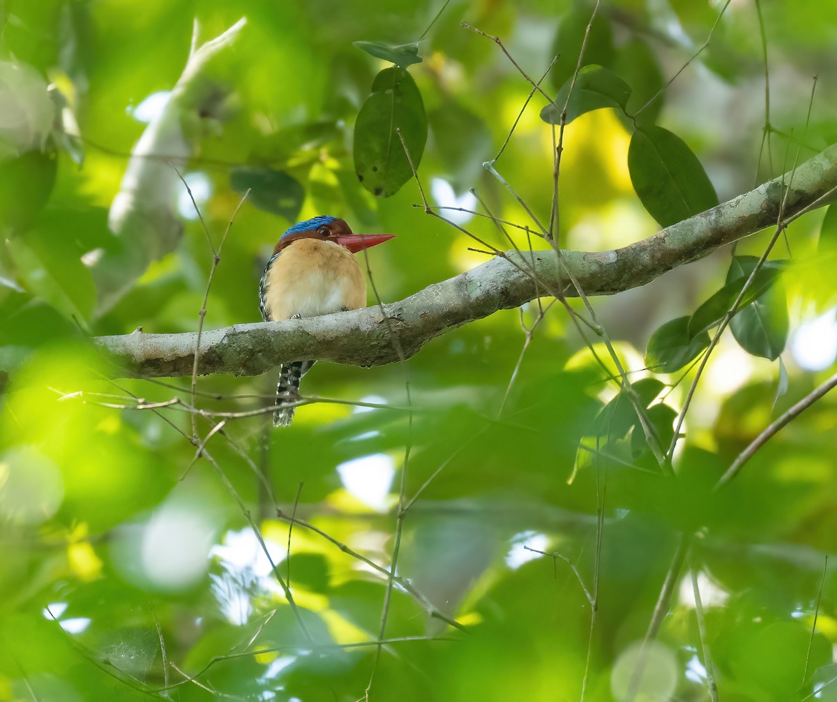 Banded Kingfisher - ML621775867