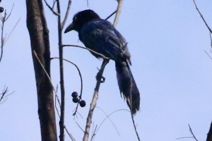 San Blas Jay - ML621775878