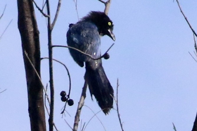 San Blas Jay - ML621775879