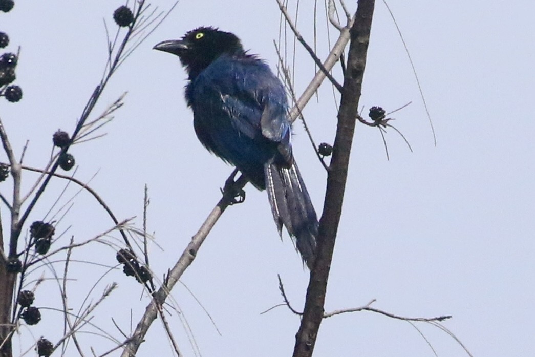 San Blas Jay - ML621775880