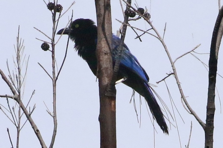 San Blas Jay - ML621775881