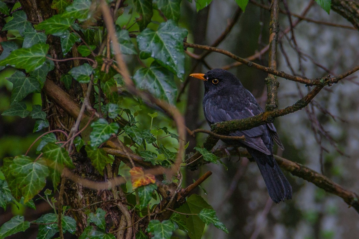 Eurasian Blackbird - ML621775885