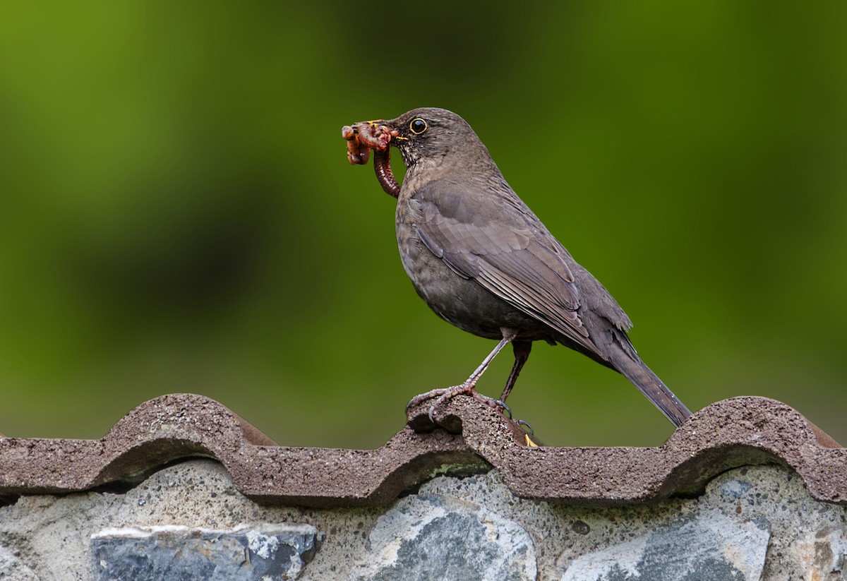 Eurasian Blackbird - ML621775886