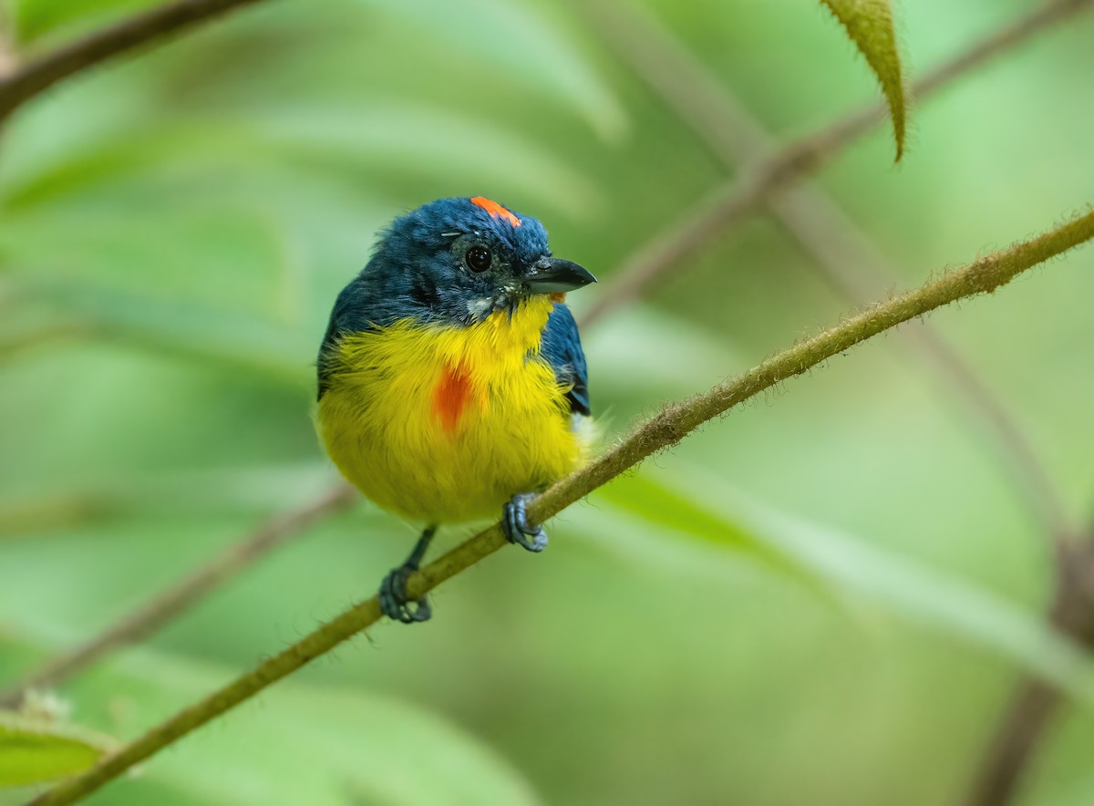 Crimson-breasted Flowerpecker - ML621775908