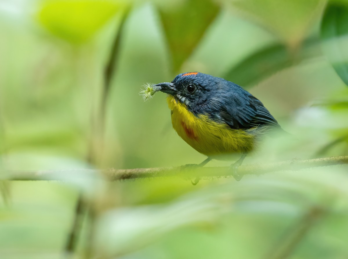 Crimson-breasted Flowerpecker - ML621775909