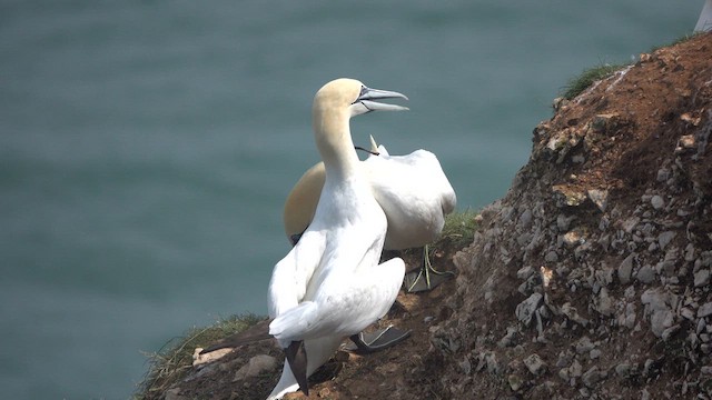 Alcatraz Atlántico - ML621775963