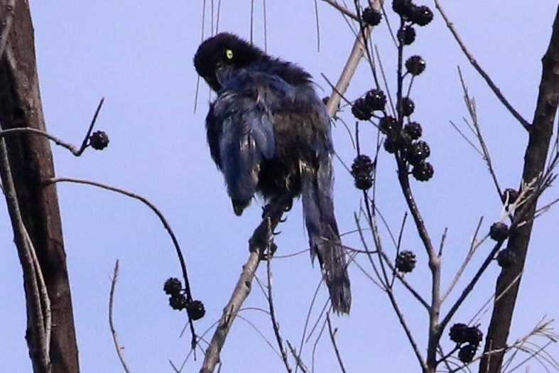 San Blas Jay - ML621775985