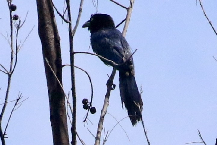 San Blas Jay - ML621775986