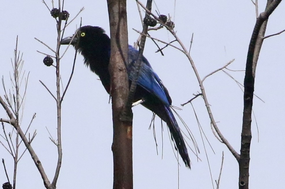 San Blas Jay - ML621775987