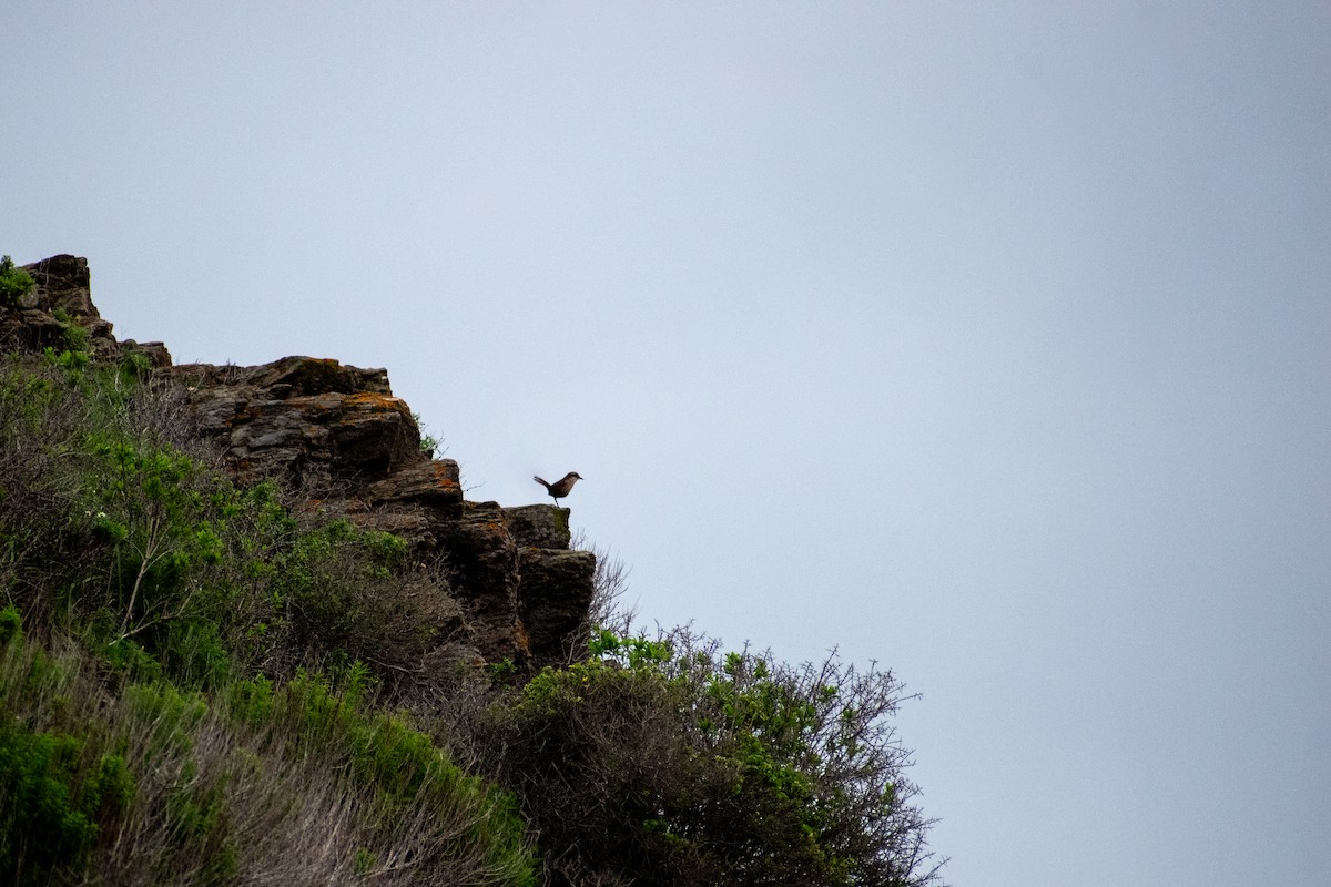 White-throated Tapaculo - ML621775990