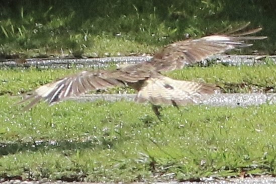 Yellow-headed Caracara - ML621775992