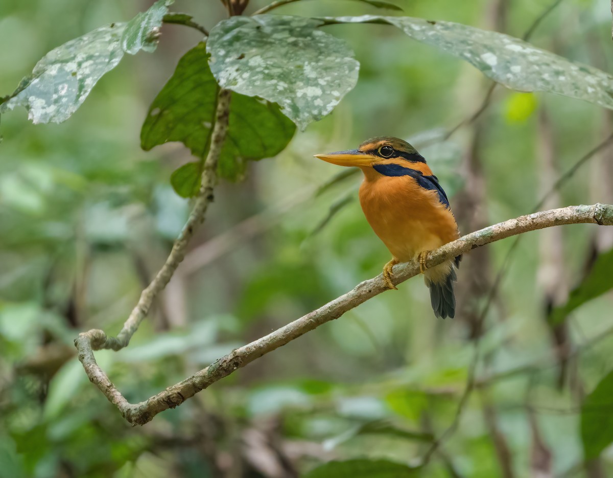 Rufous-collared Kingfisher - ML621776002