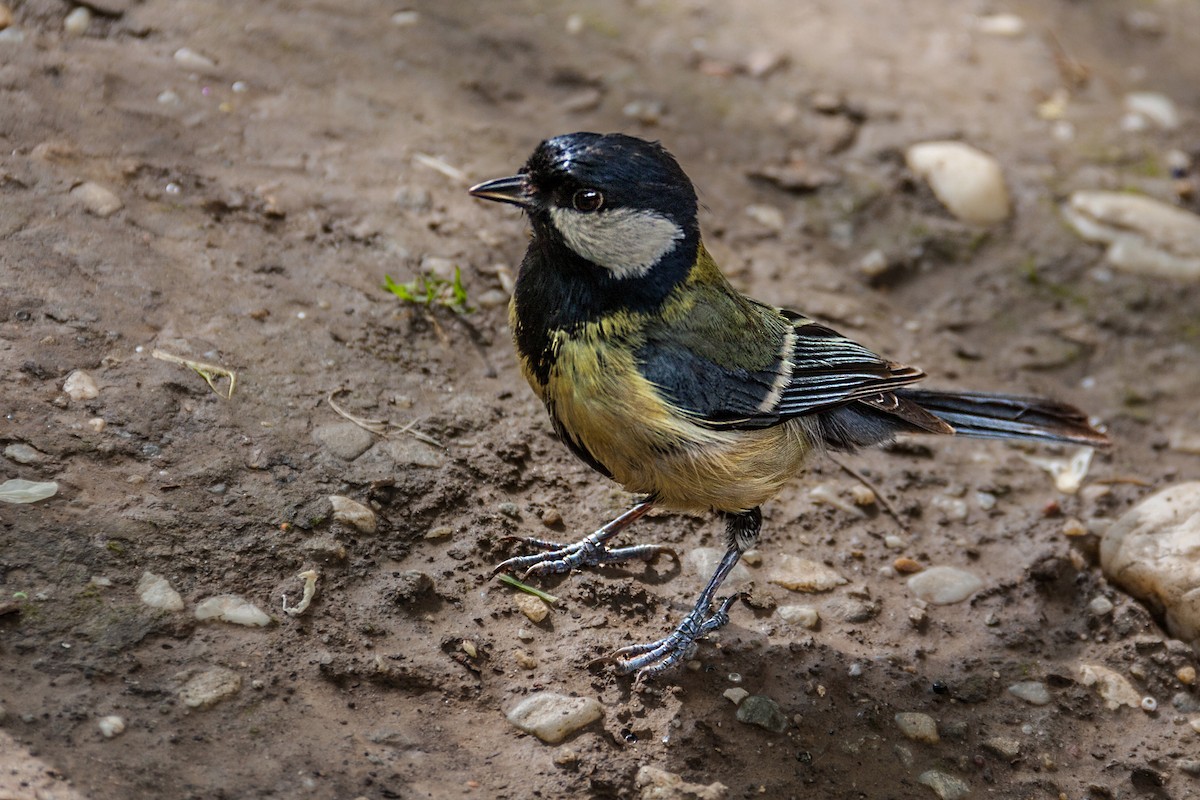 Great Tit - ML621776009