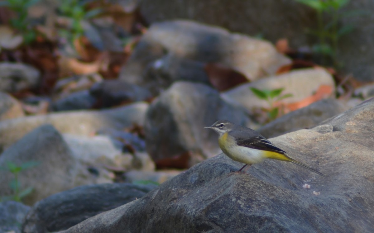 Gray Wagtail - ML621776010