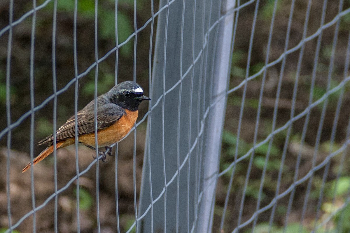 Common Redstart - ML621776013