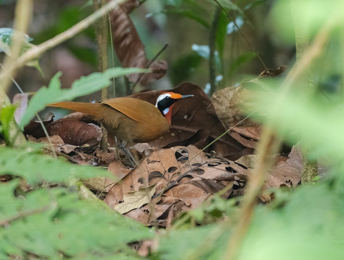 Malaysian Rail-babbler - ML621776023